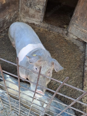 Porci de vânzare - imagine 3