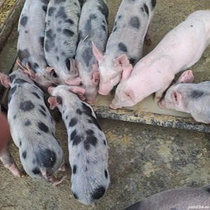 Porci si purcei de vanzare