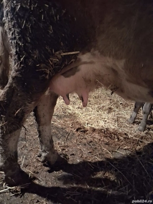 Vând Vacă de 4 Ani. - imagine 2