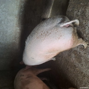 porci de vinzare - imagine 3