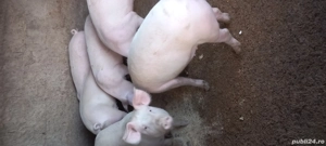 vand purcei - imagine 2