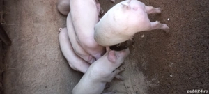 vand purcei - imagine 4