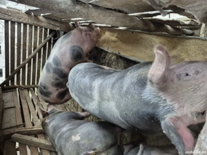 Porci de vanzare - imagine 3