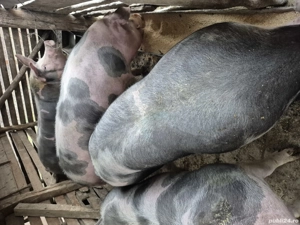 Porci de vanzare - imagine 2