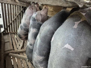 Porci de vanzare - imagine 4