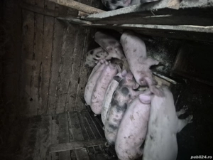 Purcei de alt an  - imagine 2