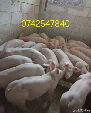 Purcei si porci mari - imagine 3