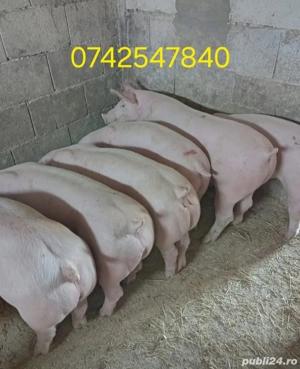 Purcei si porci mari - imagine 4