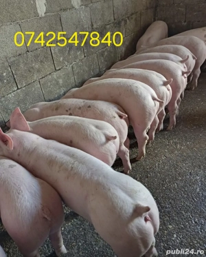 Purcei si porci mari - imagine 2