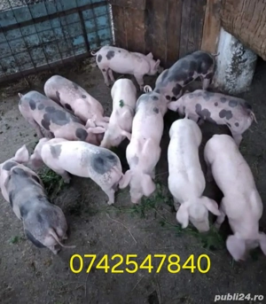 Purcei si porci mari