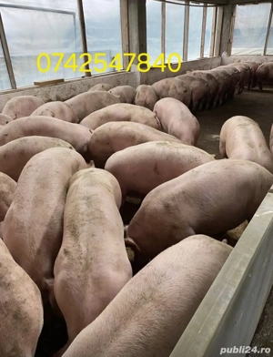 vand purcei si porci mari  - imagine 4