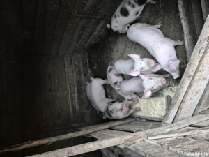 Purcei de alt an  - imagine 3