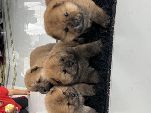 Chow chow mascul - imagine 2