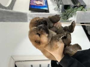 Chow chow mascul - imagine 5