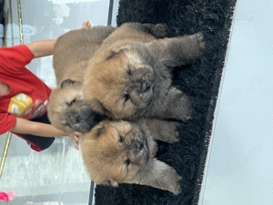 Chow chow mascul - imagine 4