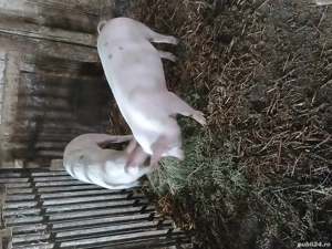 vând purcei de 4 luni la 50 de kilog. - imagine 3