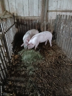 vând purcei de 4 luni la 50 de kilog. - imagine 2