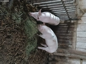 vând purcei de 4 luni la 50 de kilog.