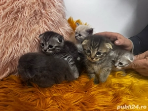 vand luisori de scottish fold 