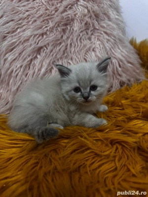 vand luisori de scottish fold  - imagine 2