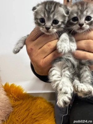 vand puiuti de Scottish Fold long hair si short hair - imagine 5