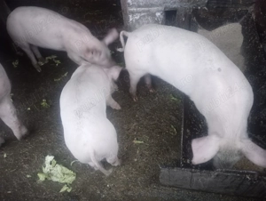 Vânzare grăsuni marele alb - imagine 2