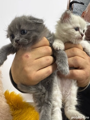 vand luisori de scottish fold  - imagine 3