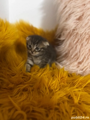 vand luisori de scottish fold  - imagine 4