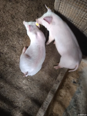 vând purcei - imagine 4