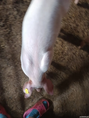 vând purcei - imagine 3