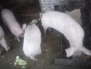 Vânzare grăsuni marele alb - imagine 5