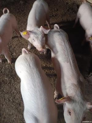 vând purcei - imagine 2