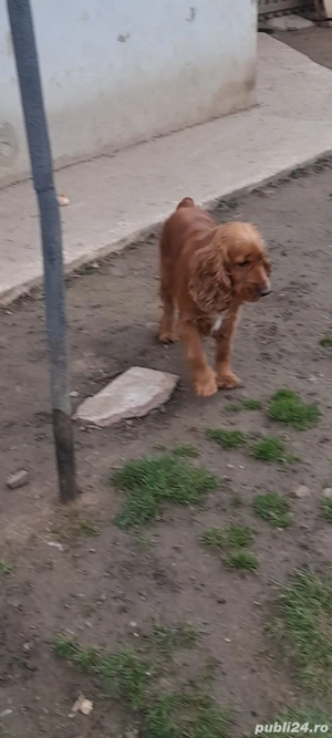 fetiță de coker spaniol 2023