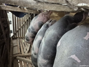 Porci de vanzare - imagine 5