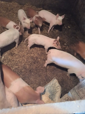 purcei de vanzare - imagine 2