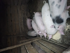 Purcei de alt an  - imagine 4