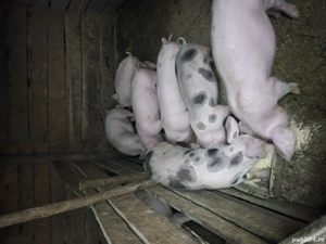 Purcei de alt an  - imagine 5