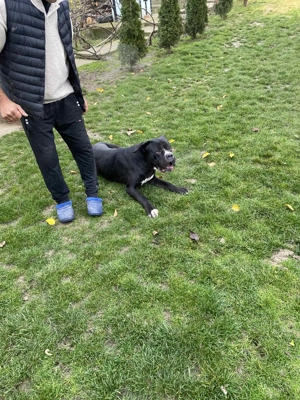 Vând câine Cane Corso  - imagine 2