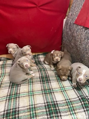 catel american bully xl - imagine 2