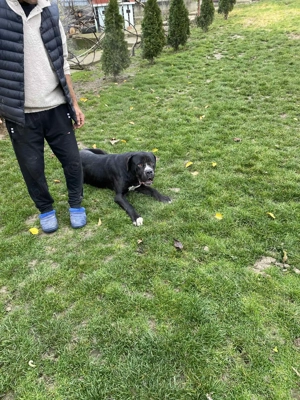 Vând câine Cane Corso 