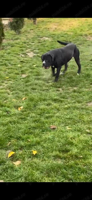 Vând câine Cane Corso  - imagine 3