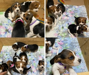 5 Beagle Tricolor 7 saptamani - imagine 2