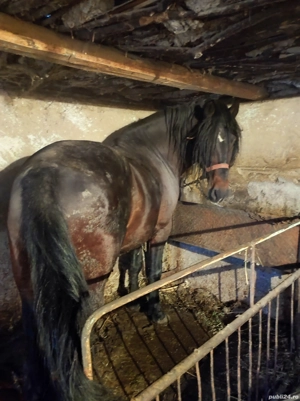 Armasar 5ani corcitura - imagine 5