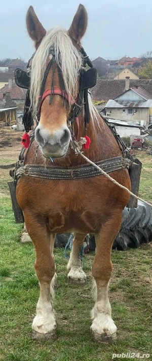 vând iapă blondă - imagine 3