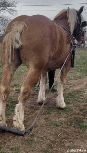 vând iapă blondă - imagine 4