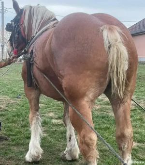 vând iapă blondă - imagine 2