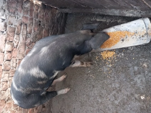 Porc de vanzare  - imagine 2