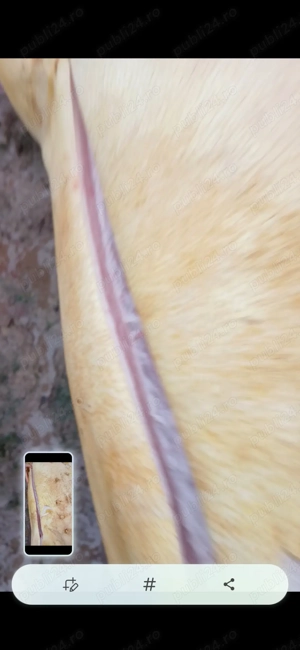 Se vinde porc de carne  - imagine 2