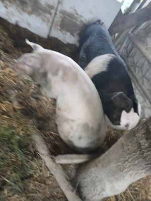 Vand porci 130 si 160 de kg