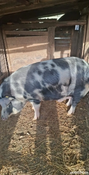 vand porc mare si frumos 